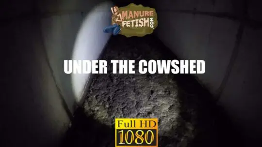 under the cowshed